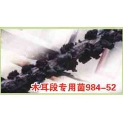 木段黑木耳菌种984-52