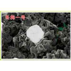 冬梅1号黑木耳菌种