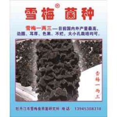 高产黑木耳品种雪梅1两