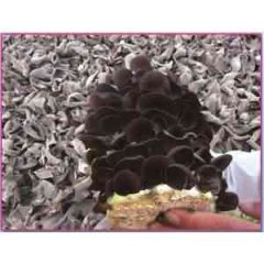 无筋半筋木耳菌种  黑三