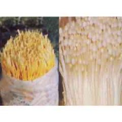 金针菇菌种